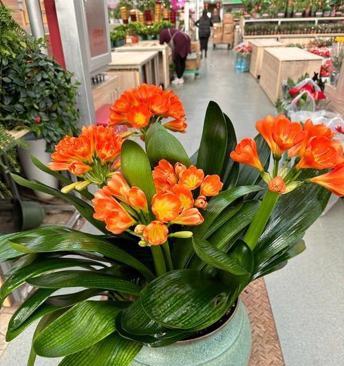 君子兰开花季与养护秘籍？如何确保花开？