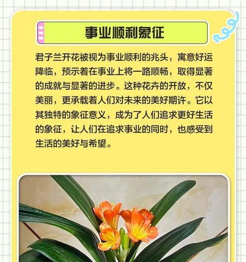 君子兰开花季与养护秘籍？如何确保花开？