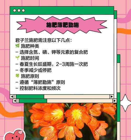 君子兰开花季与养护秘籍？如何确保花开？