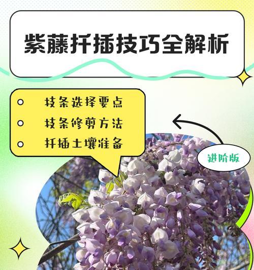 紫藤不开花？修剪与养护助其绽放！