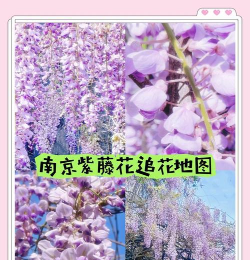 紫藤不开花？修剪与养护助其绽放！