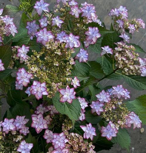 绣球花四季养护指南：如何实现花开不断？