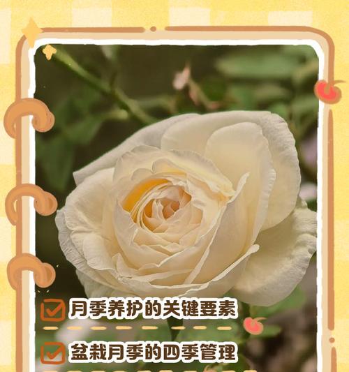 绣球花四季养护指南：如何实现花开不断？