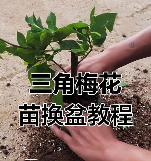 盆栽植物花盆如何选择？有哪些技巧？