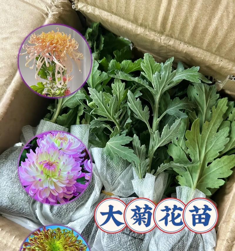 菊花开放季节与养护？如何延长花期？