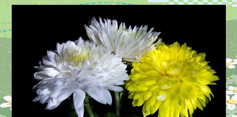 菊花开放季节与养护？如何延长花期？