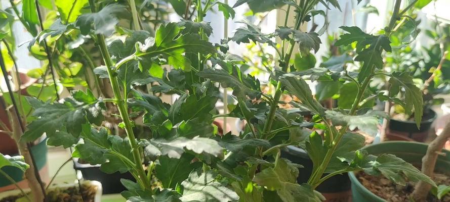 菊花开放季节与养护？如何延长花期？