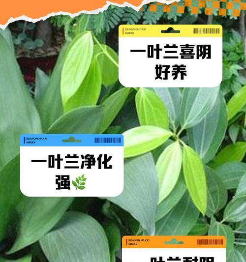 一叶兰的养殖方法和注意事项是什么？