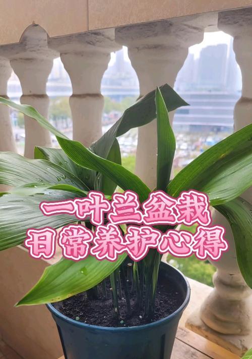 一叶兰的养殖方法和注意事项是什么？