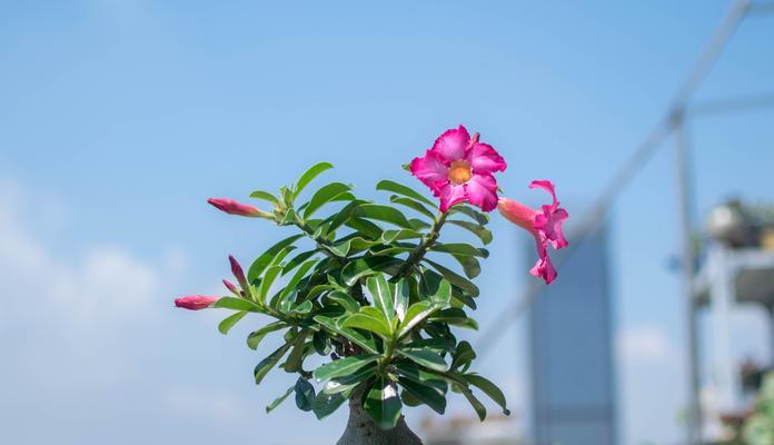 沙漠玫瑰的种植适宜用酸性还是碱性土壤？
