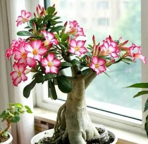 沙漠玫瑰的种植适宜用酸性还是碱性土壤？