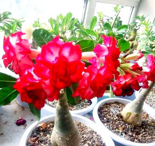 沙漠玫瑰的种植适宜用酸性还是碱性土壤？