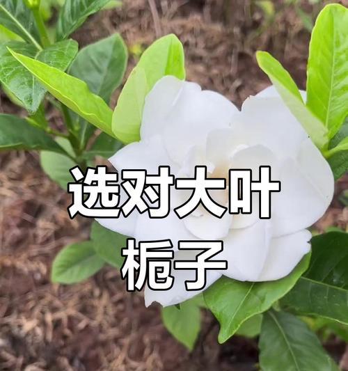 栀子的种植、品种与应用全解析！