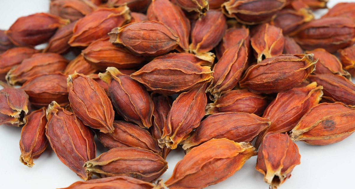 栀子的种植、品种与应用全解析！
