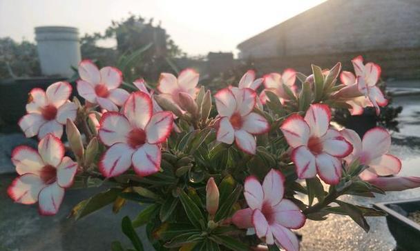 夏天不需要遮阳的3种花推荐？越晒长势越旺？