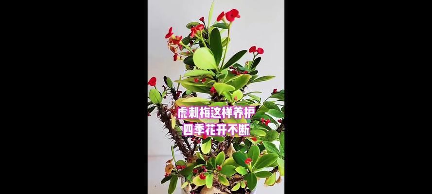 虎刺梅：四季开花的养护秘诀与魅力是什么？