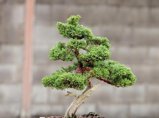 罗汉松盆景怎么养？养殖过程中常见问题有哪些？