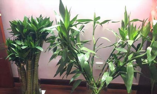 水培竹子如何避免黄叶？水培植物花卉绿植DOU+小助手有哪些技巧？