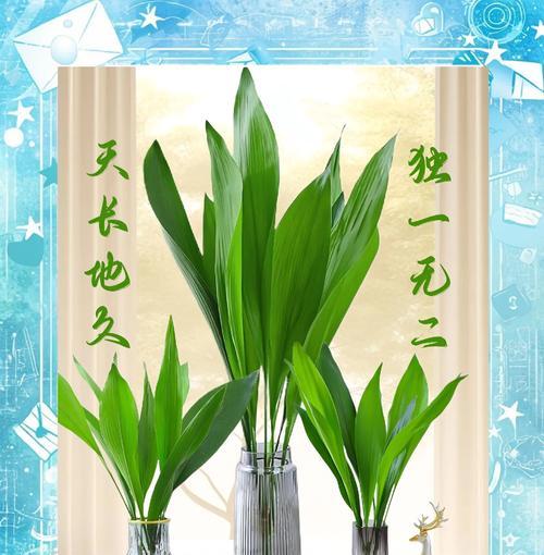 一叶兰怎么养护？有哪些注意事项？