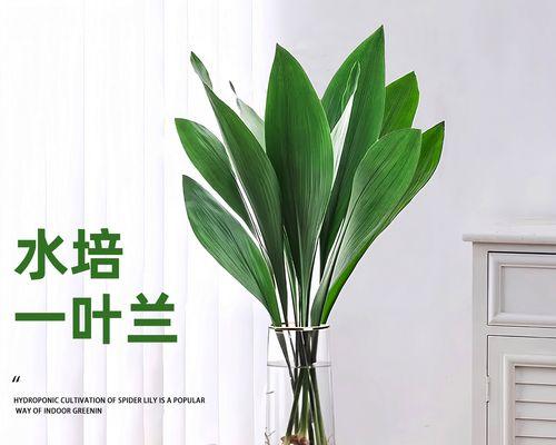 一叶兰怎么养护？有哪些注意事项？