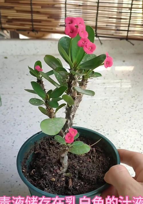 虎刺梅如何养殖？养殖过程中应注意什么？