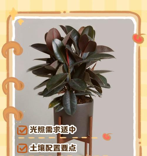 橡皮树怎么养护？有哪些养护技巧？