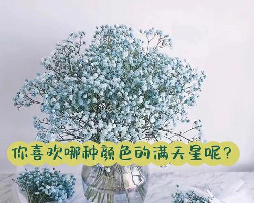 满天星是否含有花粉？满天星的花粉有何特性？