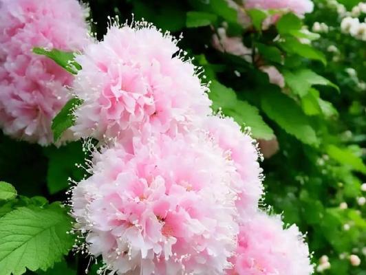 哪些花虽然漂亮但不宜养护？它们为何名声不佳？