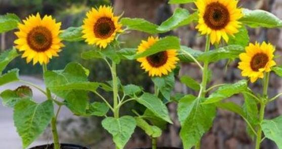 向日葵何时开花？影响其开花的主要条件是什么？
