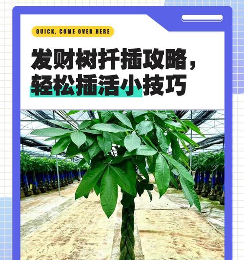 懒人扦插能否成活？指头粗杆直接插的技巧是什么？