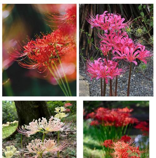 如何快速邮寄不同颜色的石蒜、彼岸花、水仙花、风雨兰？