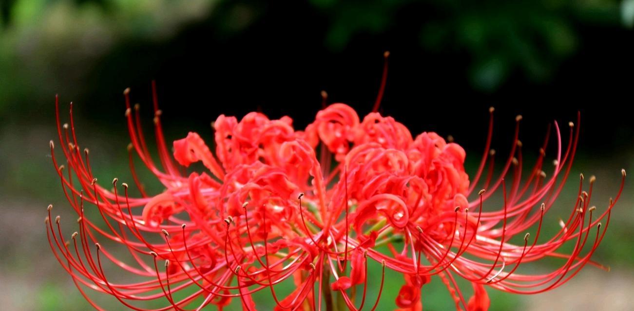 如何快速邮寄不同颜色的石蒜、彼岸花、水仙花、风雨兰？