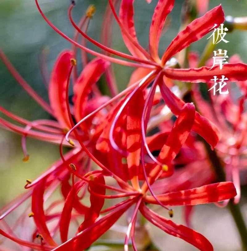 如何快速邮寄不同颜色的石蒜、彼岸花、水仙花、风雨兰？