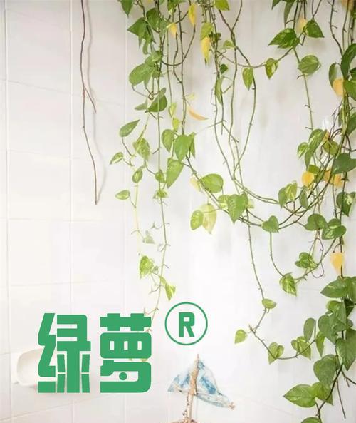 哪些室内绿植既易养护又适应性强？