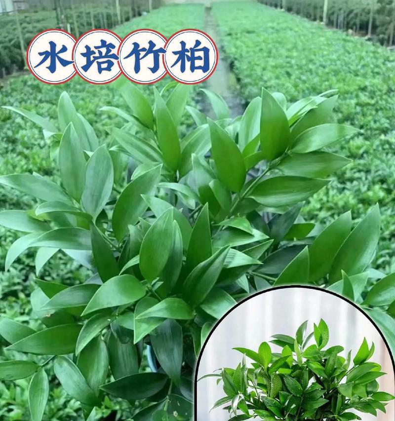 哪些室内绿植既易养护又适应性强？