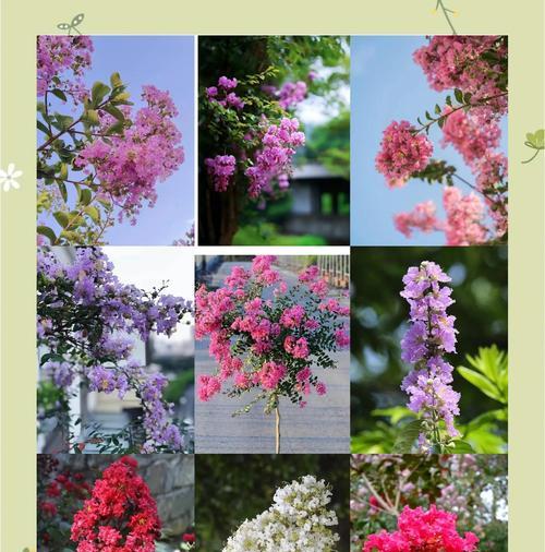 紫薇花如何从种植到修剪全方位养护？