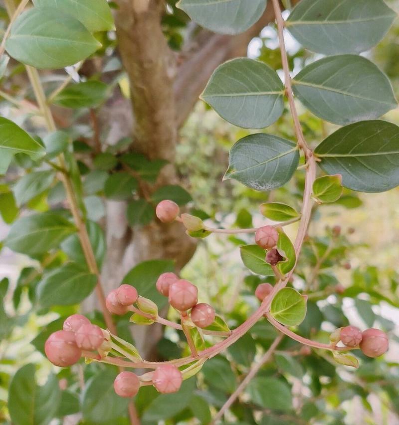 紫薇花如何从种植到修剪全方位养护？