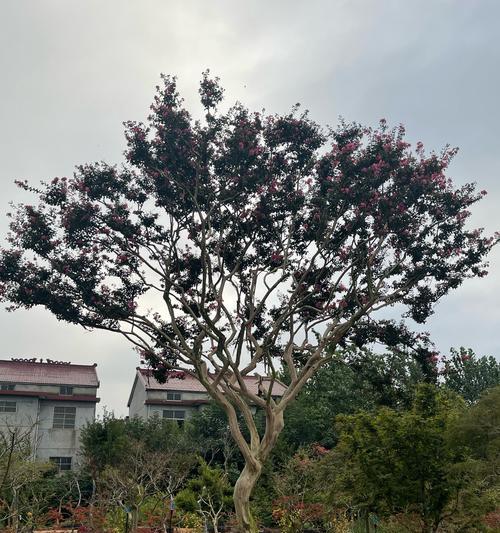 紫薇花如何从种植到修剪全方位养护？
