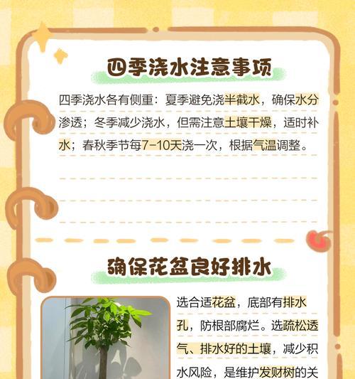 发财树怎么养护？有哪些注意事项？