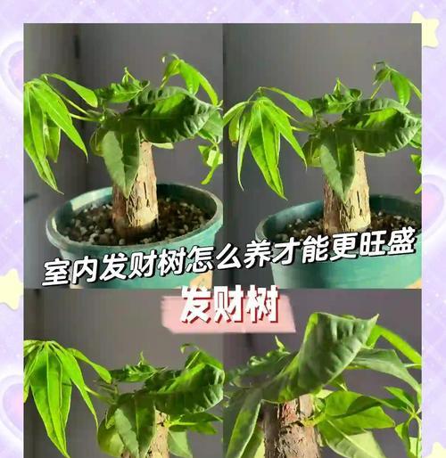 发财树怎么养护？有哪些注意事项？