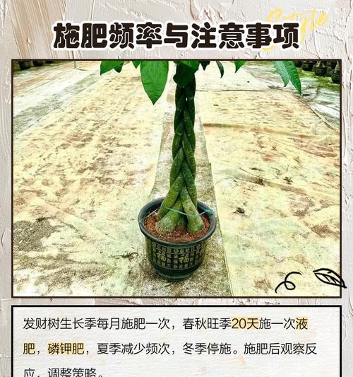 发财树怎么养护？有哪些注意事项？