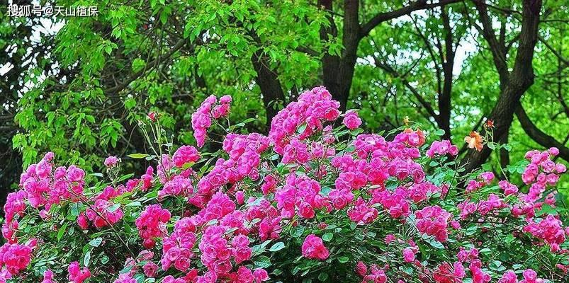 蔷薇一年开几次花？花期规律与养护方法是什么？