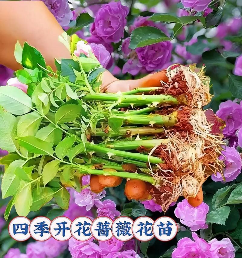 蔷薇一年开几次花？花期规律与养护方法是什么？