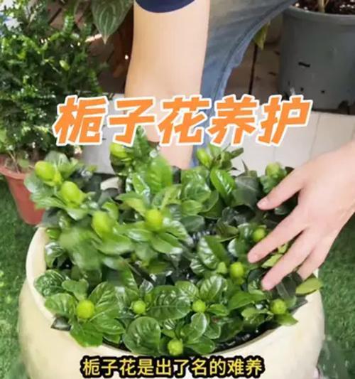 栀子花黄叶怎么办？三个方法快速解决黄叶问题？