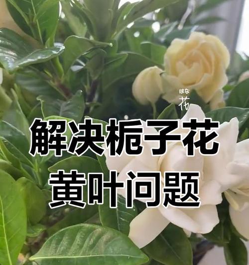 栀子花黄叶怎么办？三个方法快速解决黄叶问题？