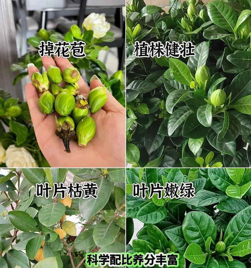 栀子花黄叶怎么办？三个方法快速解决黄叶问题？