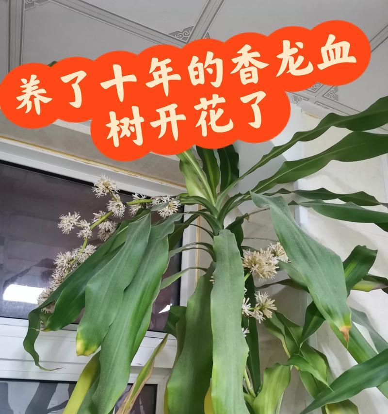 香龙血树开花有什么寓意？如何正确养护香龙血树？