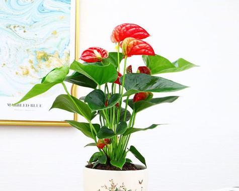 鸿运当头冬季如何浇水？冬季开花的正确浇水方法是什么？