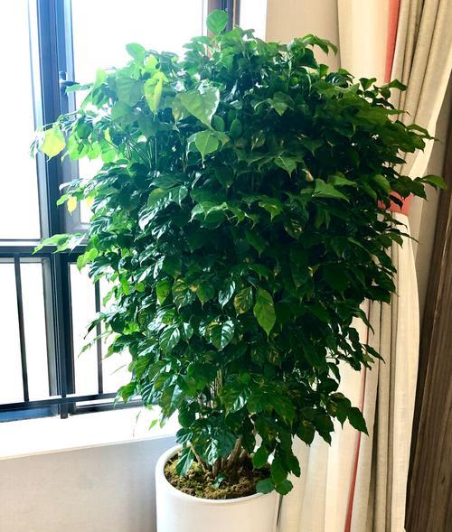 鸿运当头冬季如何浇水？冬季开花的正确浇水方法是什么？