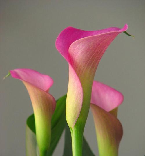 马蹄莲的花语是什么？如何养护和装饰马蹄莲？